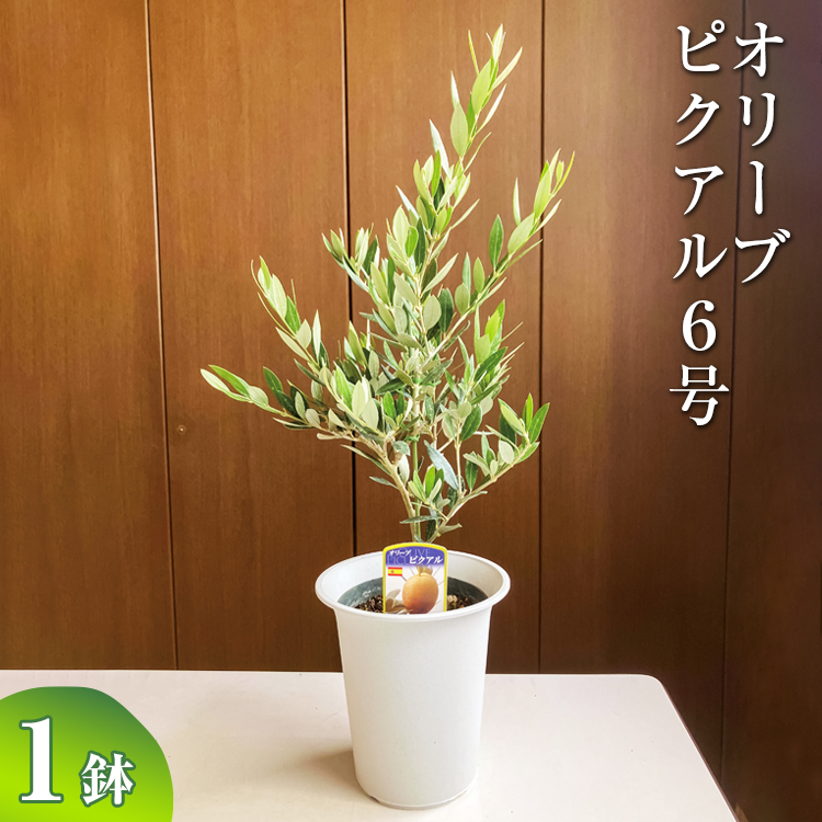 オリーブ ピクアル6号 ※離島への配送不可 | 観葉植物 植物 グリーン オリーブの木 ピクアル 室内 苗 鉢植え シンボルツリー ギフト 贈答  贈り物 プレゼント お中元 お歳暮 直送 農家直送 茨城県 古河市 送料無料 _BZ11|園部園