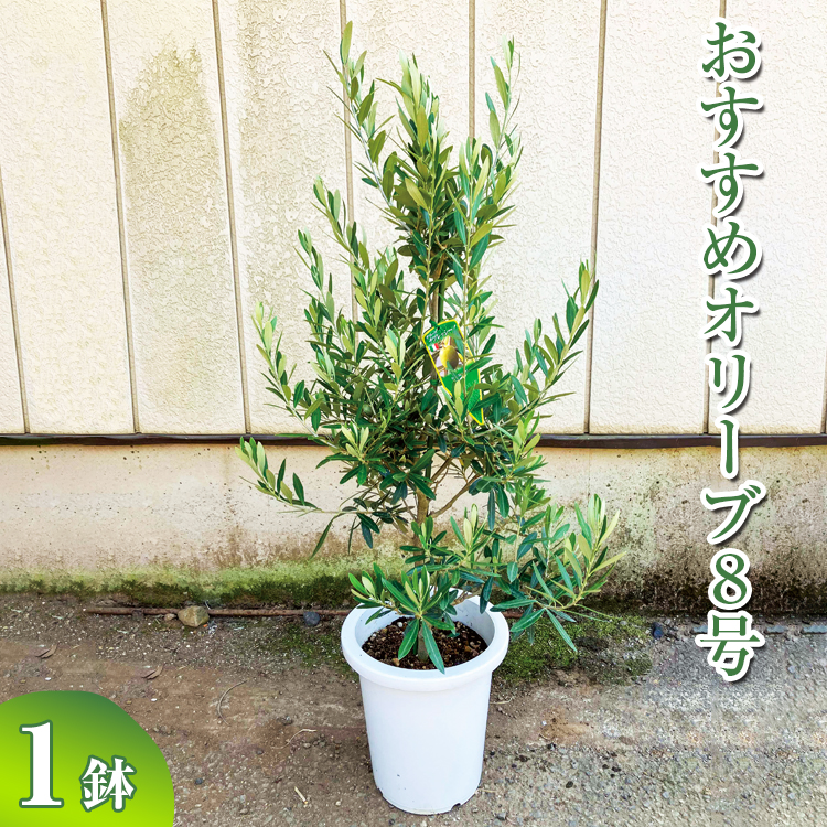 オリーブの木 品種おまかせオリーブ8号鉢 かごなし 観葉植物 オリーブの木 品種おまかせオリーブ8号鉢 かごなし 観葉植物