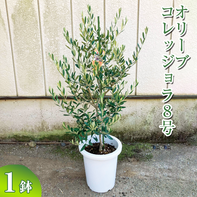 オリーブ コレッジョラ8号 ※離島への配送不可 | 観葉植物 植物 グリーン オリーブの木 コラッジョラ 室内 苗 鉢植え シンボルツリー ギフト  贈答 贈り物 プレゼント お中元 お歳暮 直送 農家直送 茨城県 古河市 送料無料 _BZ15|園部園