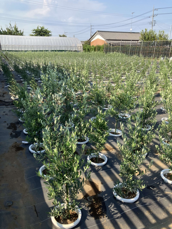 オリーブ チプレッシーノ8号 ※離島への配送不可 | 観葉植物 植物 オリーブ チプレッシーノ8号 ※離島への配送不可 | 観葉植物 植物
