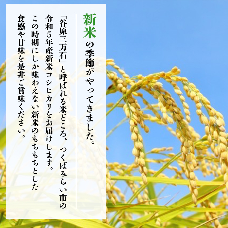 【 新米 先行予約 / 12月中旬出荷分】《 令和5年産 》茨城県産 コシヒカリ 精米 20kg ( 5kg ×4袋 ）【 各月 数量限定 】  こしひかり 米 コメ こめ 茨城県産 国産 美味しい お米 おこめ おコメ [CL14-NT06] / 茨城県つくばみらい市 | セゾンのふるさと納税