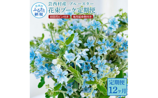 t180tmf [12ヵ月定期便] ブルースター 花束 初回花瓶付 定期便 定期コース 全12回 延命剤付き ラッピング 花びん 生花 花束 ブーケ 花 お花 可愛い キレイ おしゃれ 供花 お供え プレゼント