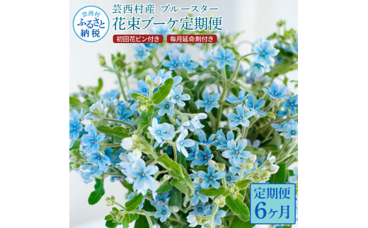 t179tmf　《6ヵ月定期便》 ブルースター 花束 初回花瓶付 定期便 定期コース 全6回 延命剤付き ラッピング 花びん 生花 花束 ブーケ 花 お花 可愛い キレイ おしゃれ 供花 お供え ギフト プレゼント
