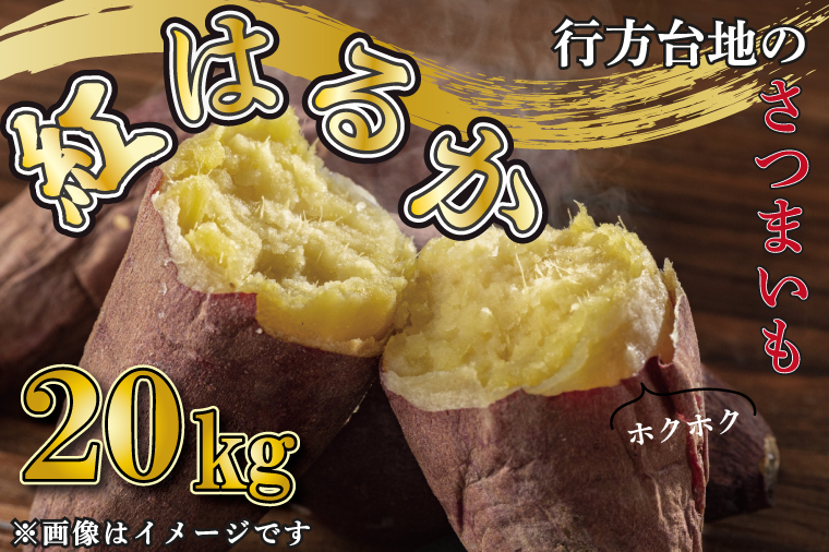 さつまいも 紅はるか20kg食品 - 野菜