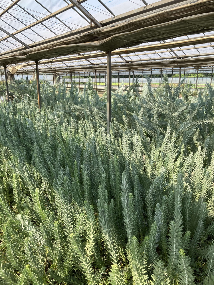 アカシア ブルーブッシュ8号 ※離島への配送不可 | 観葉植物 植物 アカシア ブルーブッシュ8号 ※離島への配送不可 | 観葉植物 植物