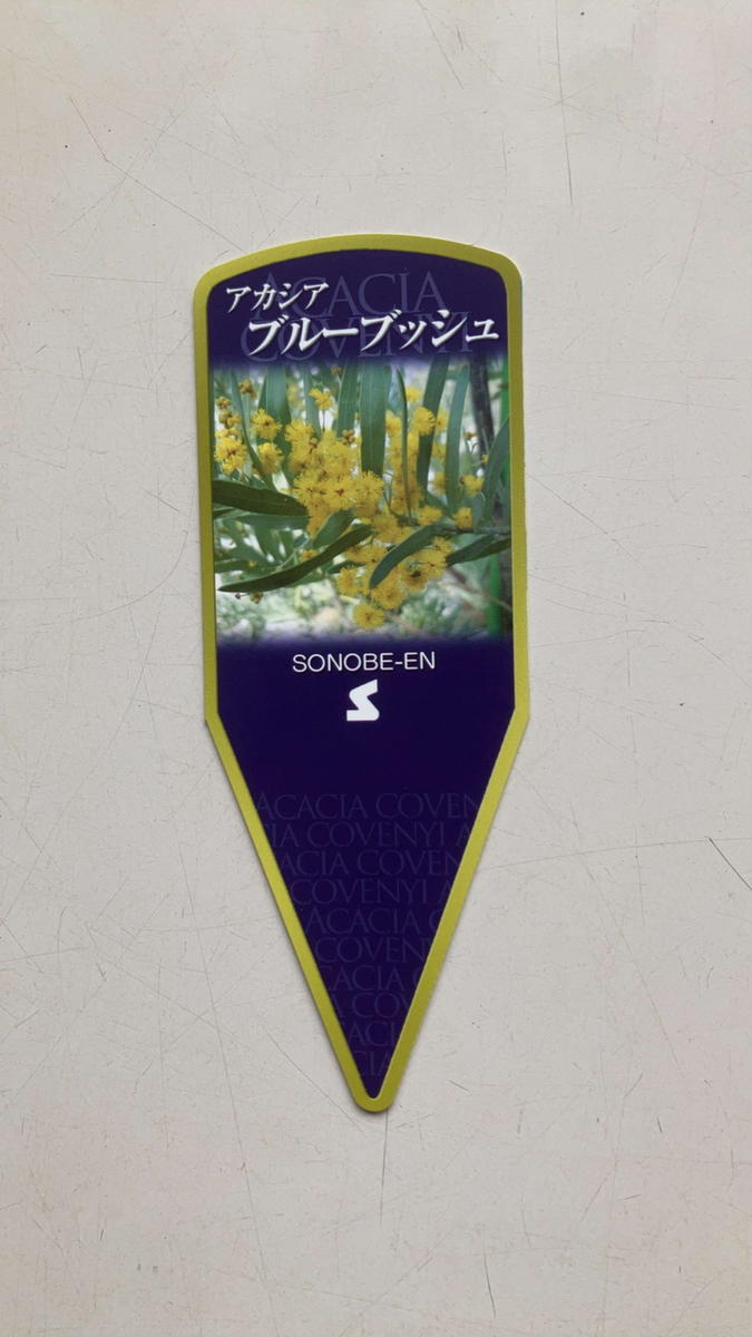 アカシア ブルーブッシュ8号 ※離島への配送不可 | 観葉植物 植物 アカシア ブルーブッシュ8号 ※離島への配送不可 | 観葉植物 植物