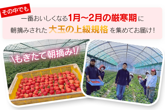 福岡県大木町のふるさと納税 朝摘みあまおう 800g ※2025年1月～2月中順次出荷予定 BD01