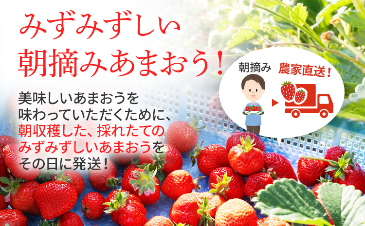 福岡県大木町のふるさと納税 ジャム用あまおう1kg ※2025年2月中旬～5月10日頃にかけて順次出荷予定 BD08