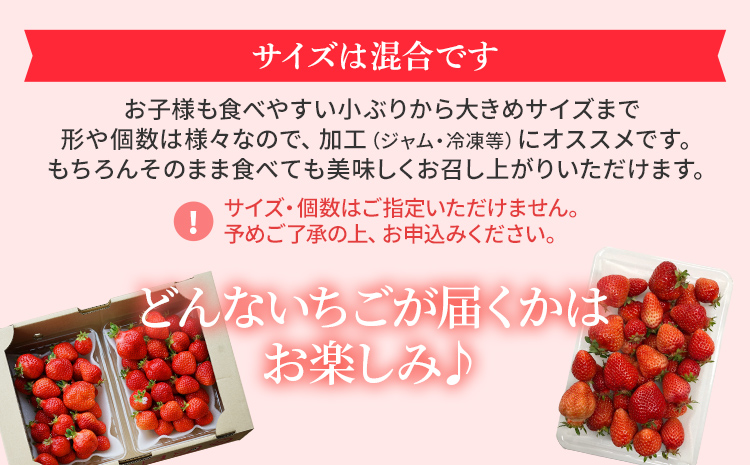 福岡県大木町のふるさと納税 ジャム用あまおう1kg ※2025年2月中旬～5月10日頃にかけて順次出荷予定 BD08