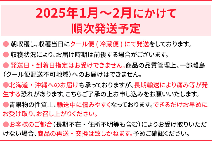 福岡県大木町のふるさと納税 あまおうプレミアム　※2025年1月～2月頃発送予定　BD02