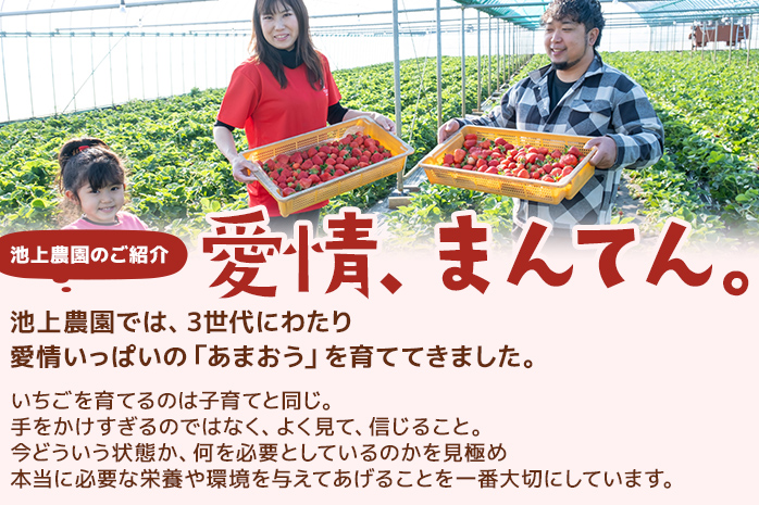 福岡県大木町のふるさと納税 あまおうプレミアム　※2025年1月～2月頃発送予定　BD02