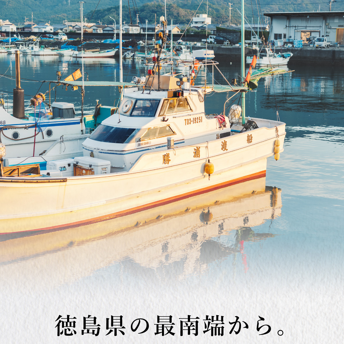 徳島県海陽町　アオリイカ　冷凍　下処理後約0.6kg　約1kg　産地直送　セゾンのふるさと納税　下処理あり　烏賊　イカ　あおりいか　いか　水揚げ時重量約1kg