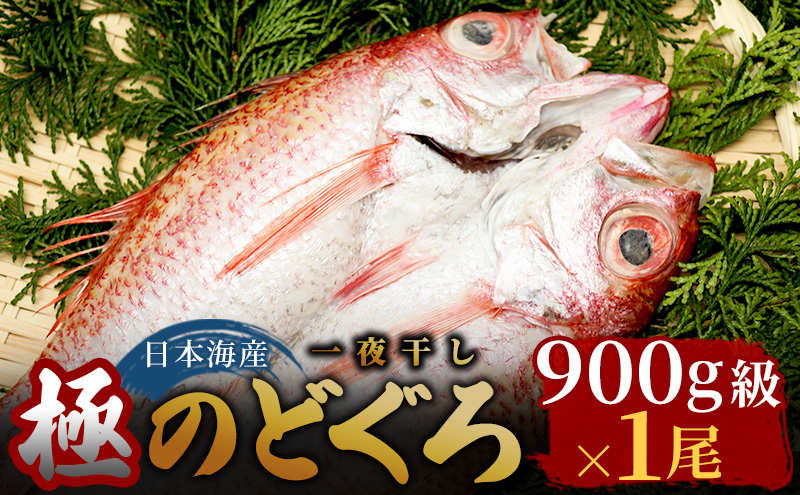 【極】日本海産のどぐろ開き　900ｇ級×1尾  富山 魚津 浜浦水産