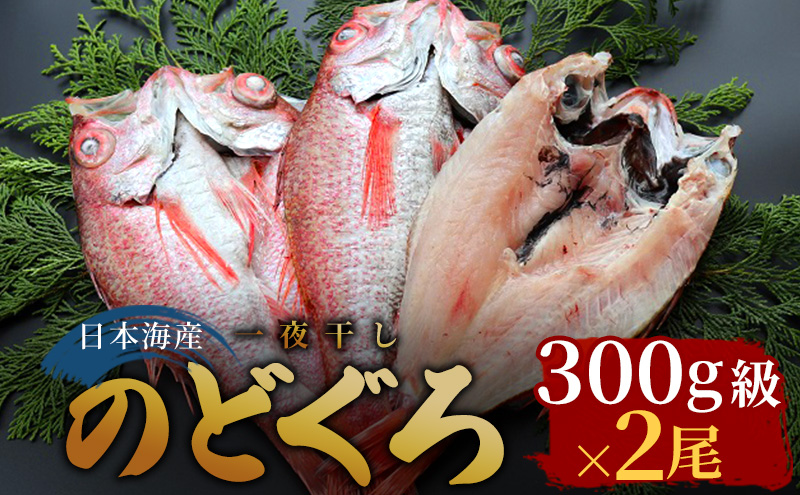 日本海産のどぐろ開き　300g級×2尾  富山 魚津 浜浦水産