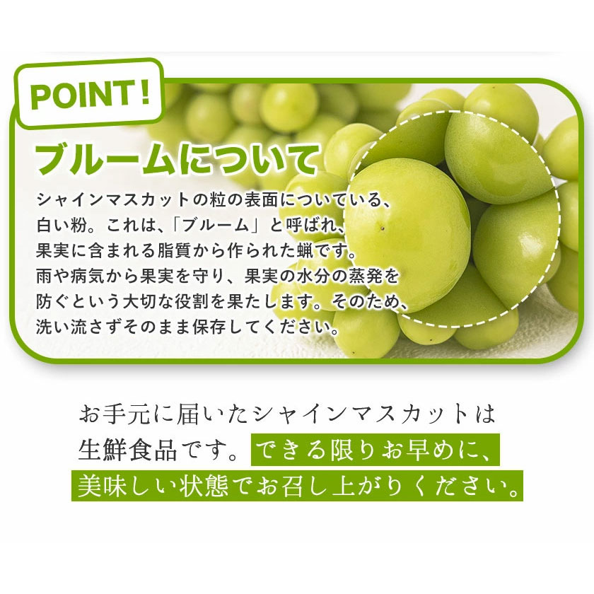 岡山県浅口市のふるさと納税 【2025年先行予約】厳選 訳あり シャインマスカット 約 1.3kg 2房《9月中旬11月上旬に発送予定》シャインマスカット ぶどう フルーツ 果物 シャイン マスカット 葡萄 ブドウ