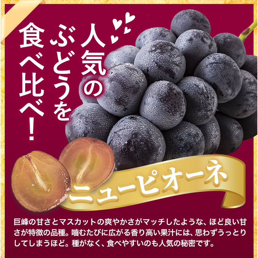 岡山県浅口市のふるさと納税 秀品 シャインマスカット・ニューピオーネ 詰め合わせ 約1.2kg 2房《9月中旬-11月上旬頃より発送予定》岡山県 浅口市 果物 くだもの ぶどう 葡萄 マスカット フルーツ デザート シャインマスカット シャイン マスカット ニューピオーネ ピオーネ ブドウ