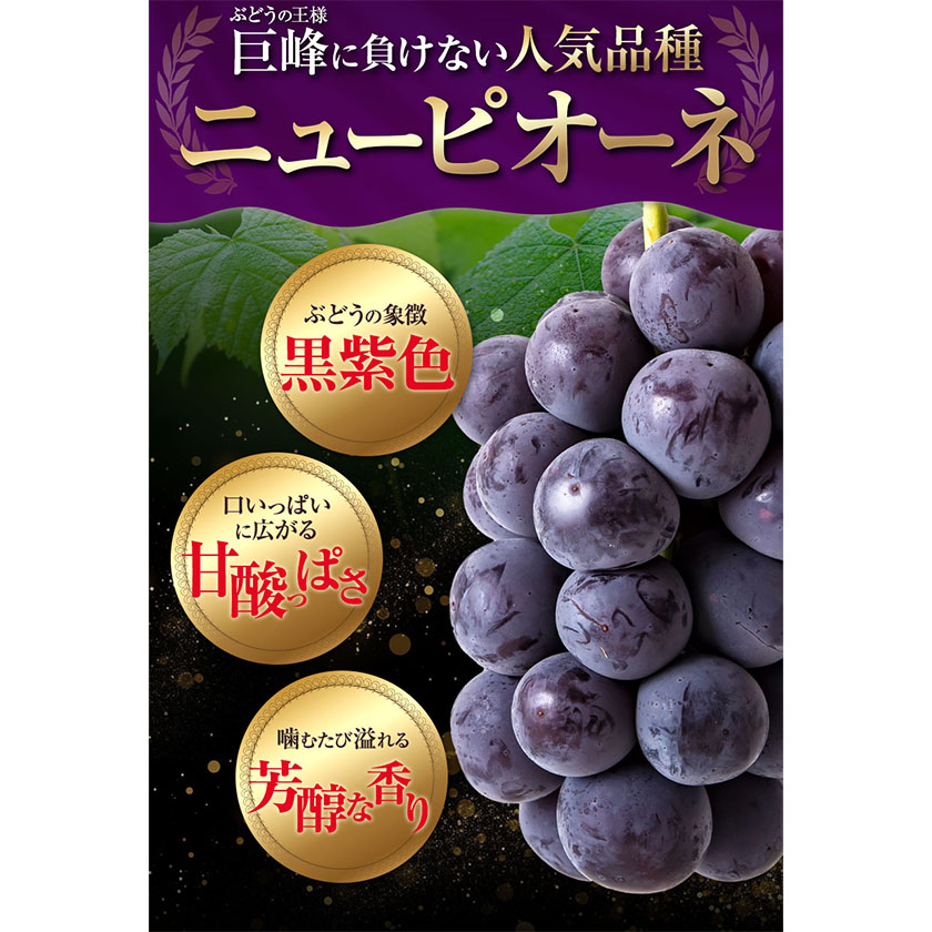 岡山県浅口市のふるさと納税 秀品 シャインマスカット・ニューピオーネ 詰め合わせ 約1.2kg 2房《9月中旬-11月上旬頃より発送予定》岡山県 浅口市 果物 くだもの ぶどう 葡萄 マスカット フルーツ デザート シャインマスカット シャイン マスカット ニューピオーネ ピオーネ ブドウ