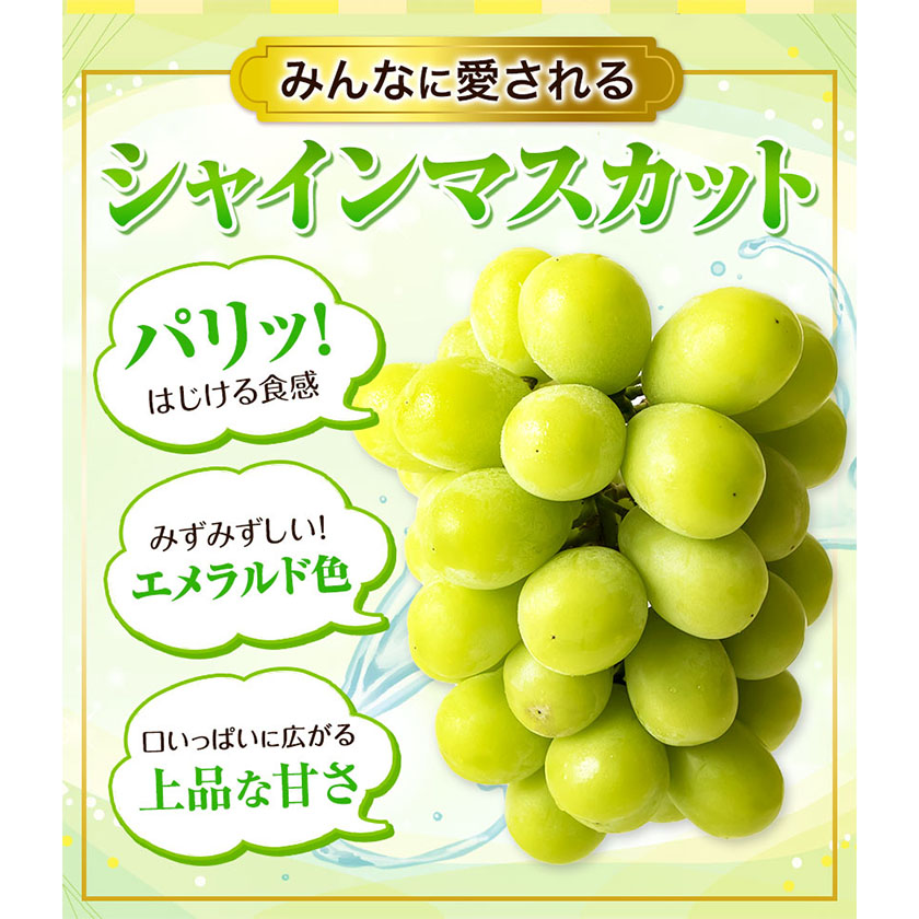 岡山県浅口市のふるさと納税 秀品 シャインマスカット・ニューピオーネ 詰め合わせ 約1.2kg 2房《9月中旬-11月上旬頃より発送予定》岡山県 浅口市 果物 くだもの ぶどう 葡萄 マスカット フルーツ デザート シャインマスカット シャイン マスカット ニューピオーネ ピオーネ ブドウ