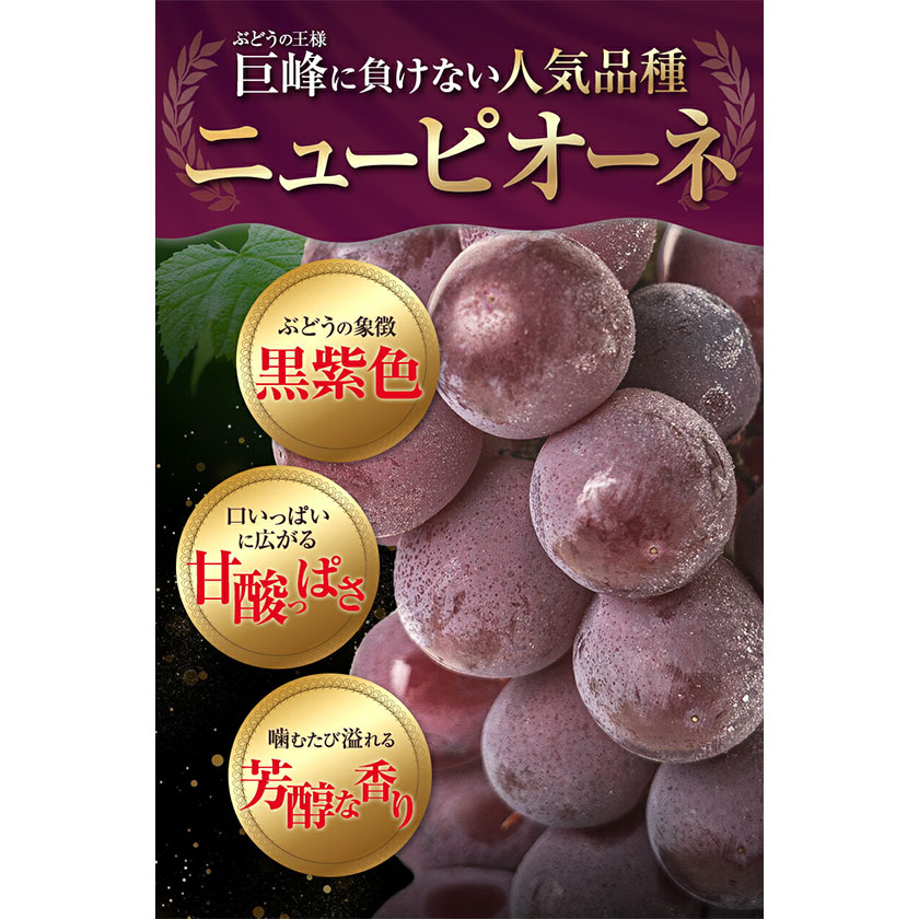 岡山県浅口市のふるさと納税 訳あり シャインマスカット・ニューピオーネ 詰め合わせ 約1.2kg 2房《9月中旬-11月上旬頃より発送予定》岡山県 浅口市 果物 くだもの ぶどう 葡萄 マスカット フルーツ デザート シャインマスカット シャイン マスカット ピオーネ ニューピオーネ ブドウ