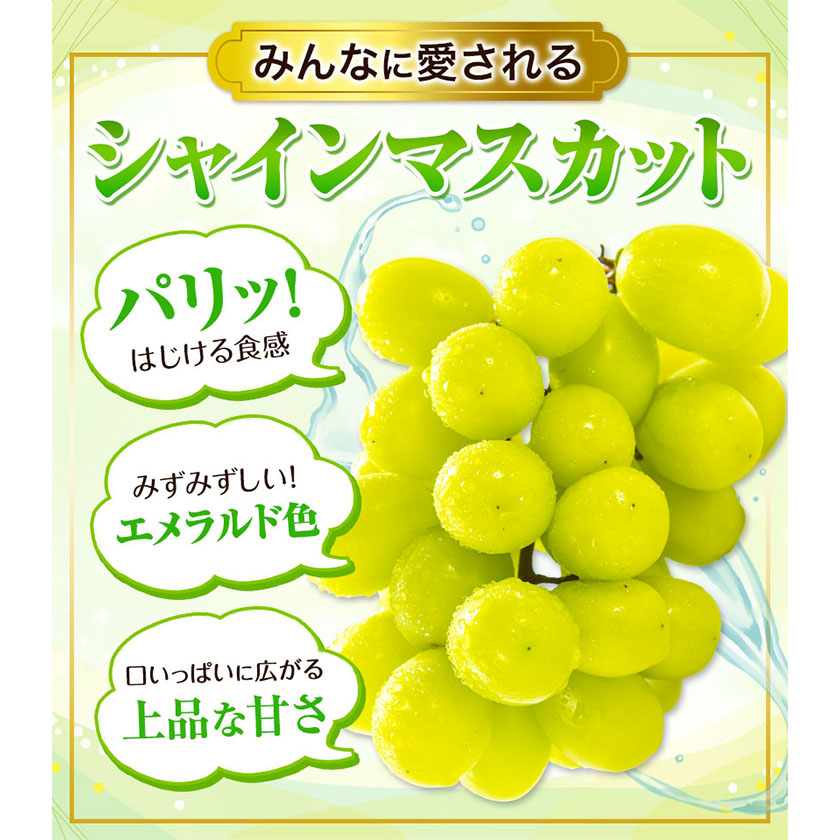 岡山県浅口市のふるさと納税 訳あり シャインマスカット・ニューピオーネ 詰め合わせ 約1.2kg 2房《9月中旬-11月上旬頃より発送予定》岡山県 浅口市 果物 くだもの ぶどう 葡萄 マスカット フルーツ デザート シャインマスカット シャイン マスカット ピオーネ ニューピオーネ ブドウ