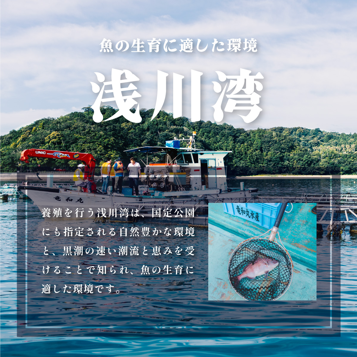 クエ クエ鍋 計900g 本クエ アラ 600g 切り身 300g 高級 高級魚 産地直送 冷凍 養殖 国産 九絵 4～5人前|竜和丸水産