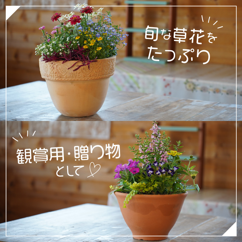 季節の花の寄せ植え 20cm鉢【005E-002】|すみれの森