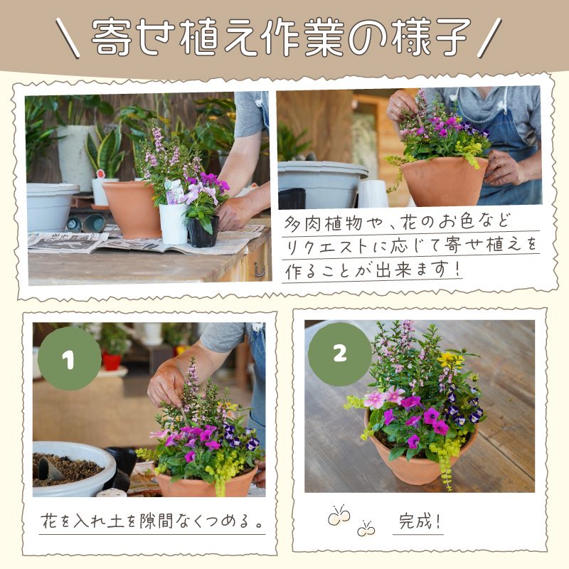 季節の花の寄せ植え 20cm鉢【005E-002】|すみれの森