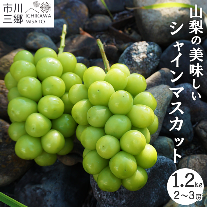 山梨県市川三郷町のふるさと納税 【先行予約】2024年9月～10月発送！シャインマスカット 2～3房 約1.2kg 山梨県市川三郷町[5839-1943]