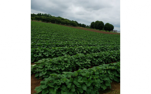 茨城県坂東市のふるさと納税 No.399 【訳あり】干し芋（平）1kg ／ 紅はるか ほしいも さつまいも 茨城県