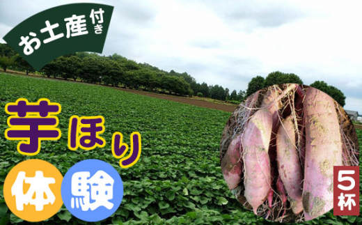 芋掘り体験(5杯) / 紅はるか おいもほり 農薬不使用 茨城県