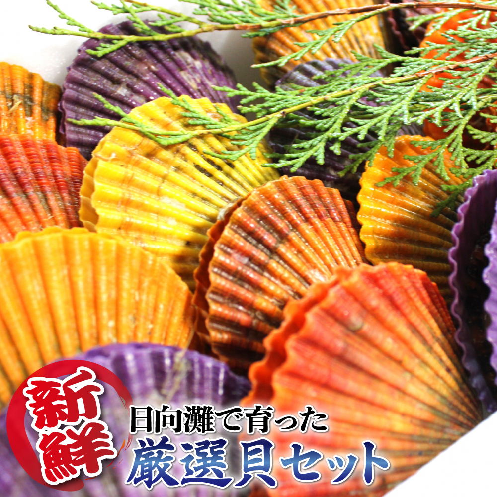 宮崎県延岡市　N014-ZB915　貝類Bセット　セゾンのふるさと納税