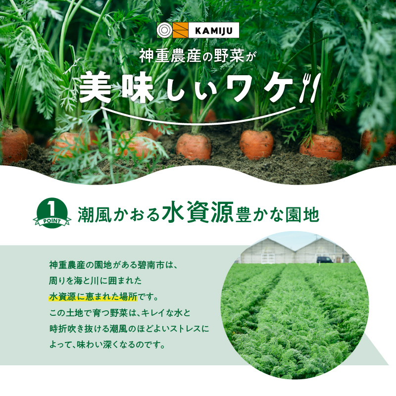 愛知県碧南市のふるさと納税 【福箱★2025】 訳ありマドンナキャロット8kg 子どもも食べられる甘み 皮ごと生で食べられる H105-124