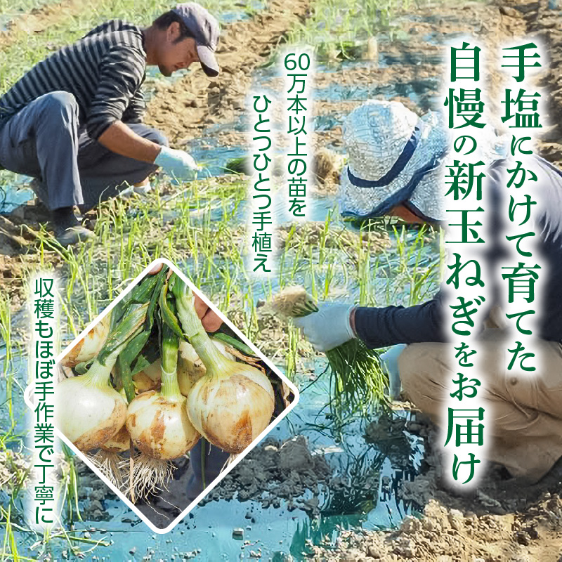 愛知県碧南市のふるさと納税 【福箱★2025】訳あり 新玉ねぎ 旬玉８kg 生がおいしい神重農産のブランド玉ねぎ H105-126