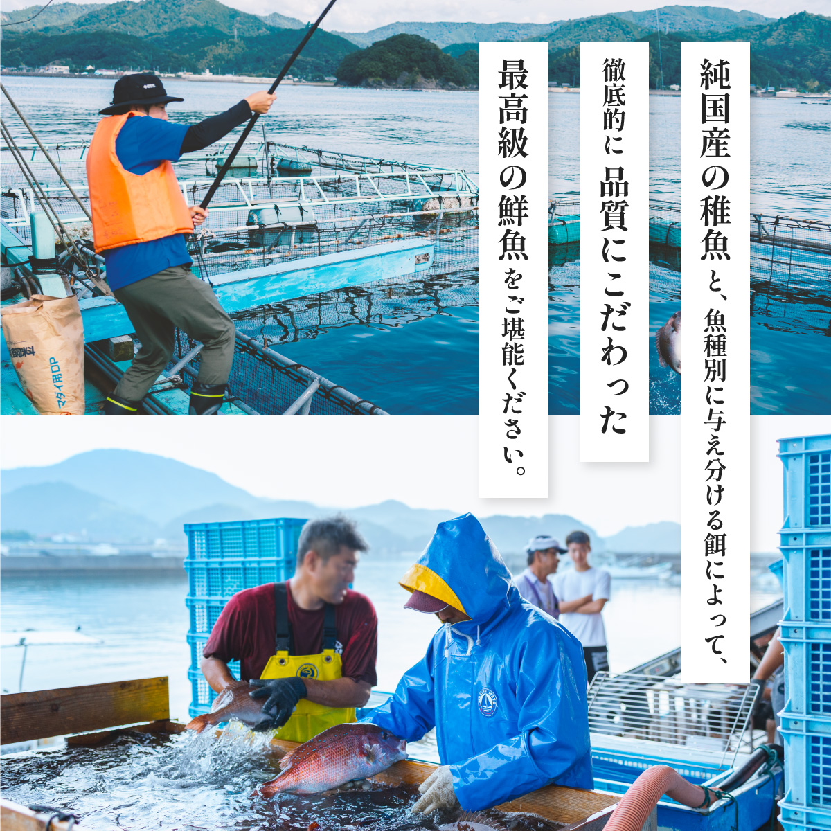 クエ クエ鍋 計900g 本クエ アラ 600g 切り身 300g 高級 高級魚 産地直送 冷凍 養殖 国産 九絵 4～5人前|竜和丸水産