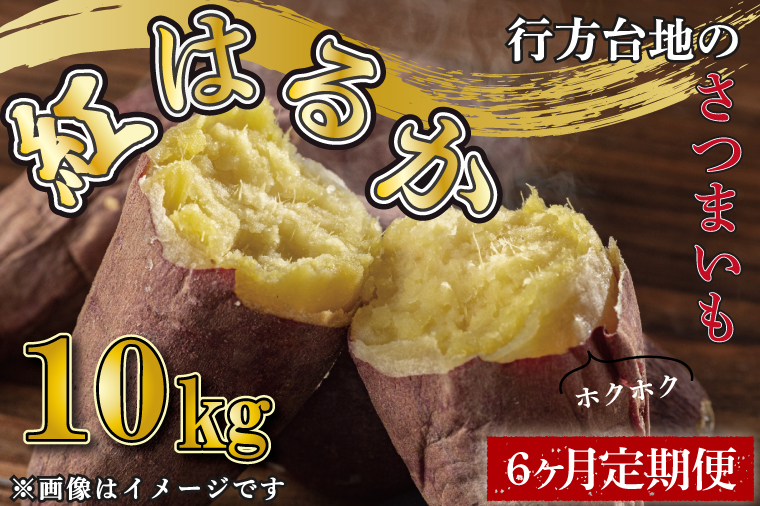 茨城県行方市のふるさと納税 CU-194　【2024年12月より発送】【6ヶ月定期便】無選別　行方台地のさつまいも　紅はるか約10kg