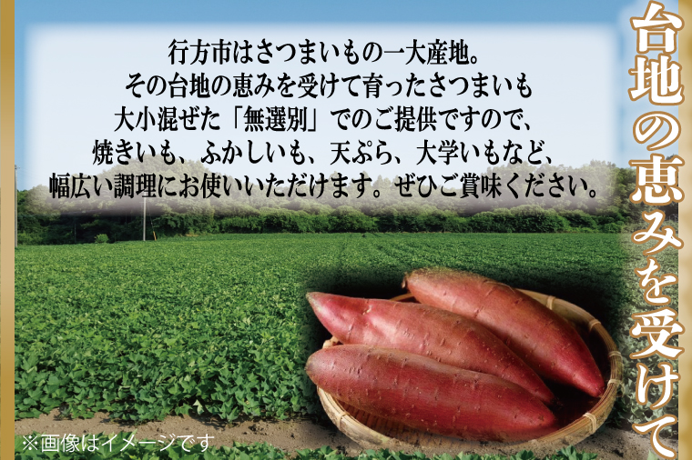 茨城県行方市のふるさと納税 CU-194　【2024年12月より発送】【6ヶ月定期便】無選別　行方台地のさつまいも　紅はるか約10kg