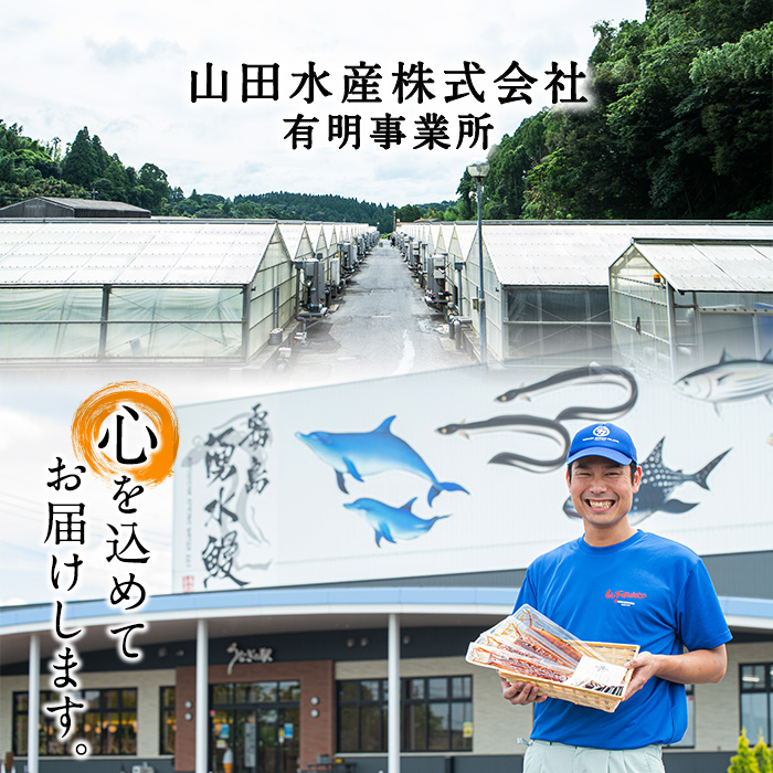 鹿児島県志布志市のふるさと納税 【志布志市人気No.1お礼の品】霧島湧水鰻の蒲焼き 160g以上×4尾＜計640g以上＞ b5-178