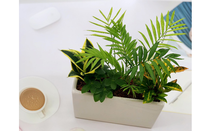幸せを運ぶ観葉植物のおまかせ寄せ植え（４～５品種）（岐阜県瑞穂市） ふるさと納税サイト「ふるさとプレミアム」