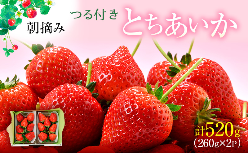 つる付き とちあいか 2パック箱（12月下旬～1月上旬発送） いちご 果物 フルーツ 苺 イチゴ くだもの 朝取り 新鮮 美味しい 甘い