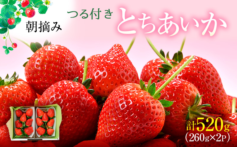 �y�Ȗ،������s�z�y��s�\��z��t�� �Ƃ������� 2�p�b�N���i2026�N2����{�`2�����{�����j ������ �ʕ� �t���[�c � �C�`�S �������� ����� �V�N �������� �Â�