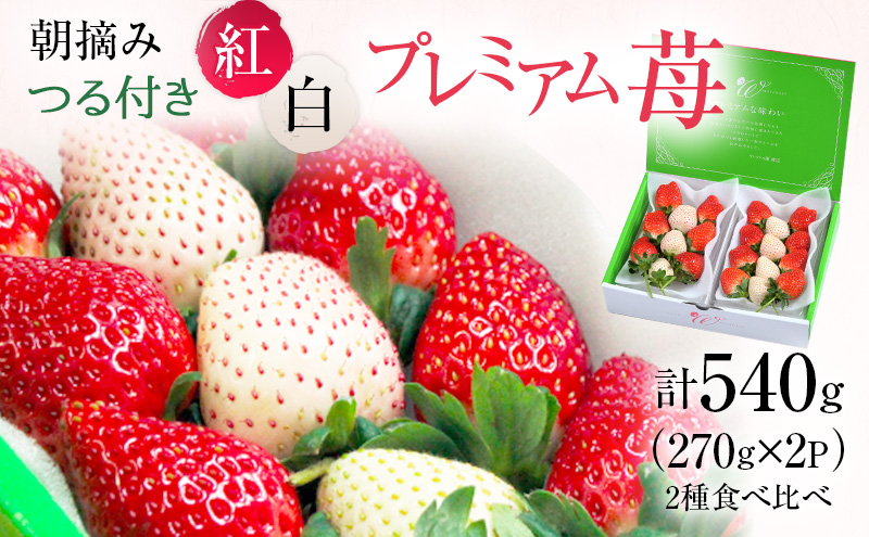 栃木県鹿沼市のふるさと納税 つる付き 紅白プレミアム苺 2パック （3月～5月発送） いちご 果物 フルーツ 苺 イチゴ くだもの とちあいか ミルキーベリー 朝取り 新鮮 美味しい 甘い