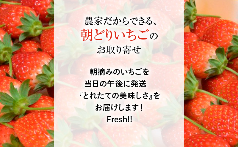 栃木県鹿沼市のふるさと納税 つる付き 紅白プレミアム苺 2パック （3月～5月発送） いちご 果物 フルーツ 苺 イチゴ くだもの とちあいか ミルキーベリー 朝取り 新鮮 美味しい 甘い