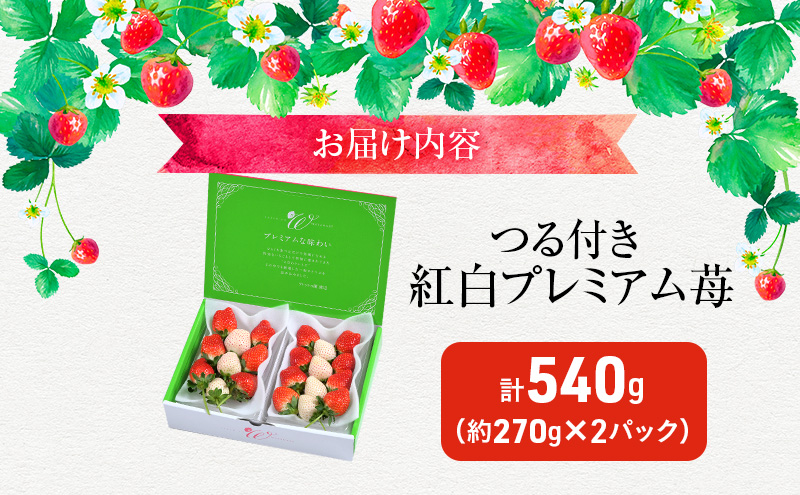 栃木県鹿沼市のふるさと納税 つる付き 紅白プレミアム苺 2パック （3月～5月発送） いちご 果物 フルーツ 苺 イチゴ くだもの とちあいか ミルキーベリー 朝取り 新鮮 美味しい 甘い