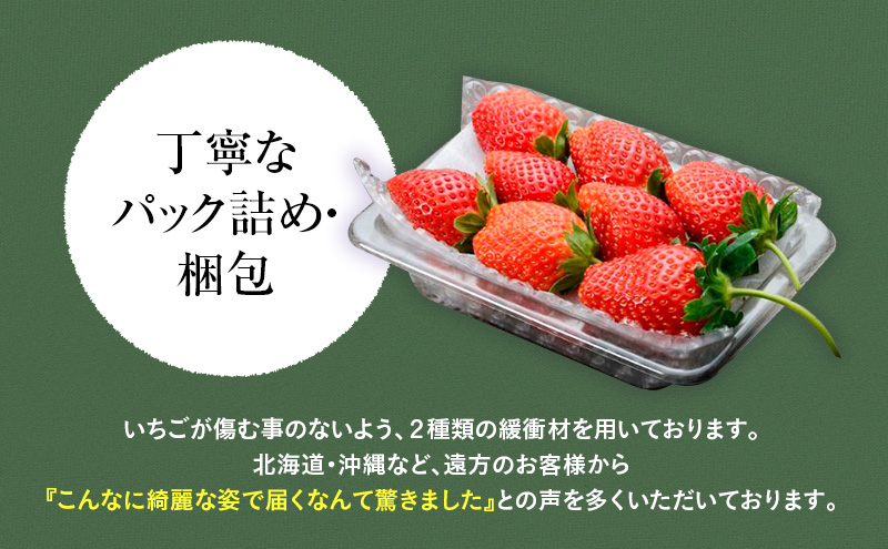 味くらべ紅白いちご 3種 4パック (12月下旬~1月上旬発送 味くらべ紅白いちご 3種 4パック (12月下旬~1月上旬発送