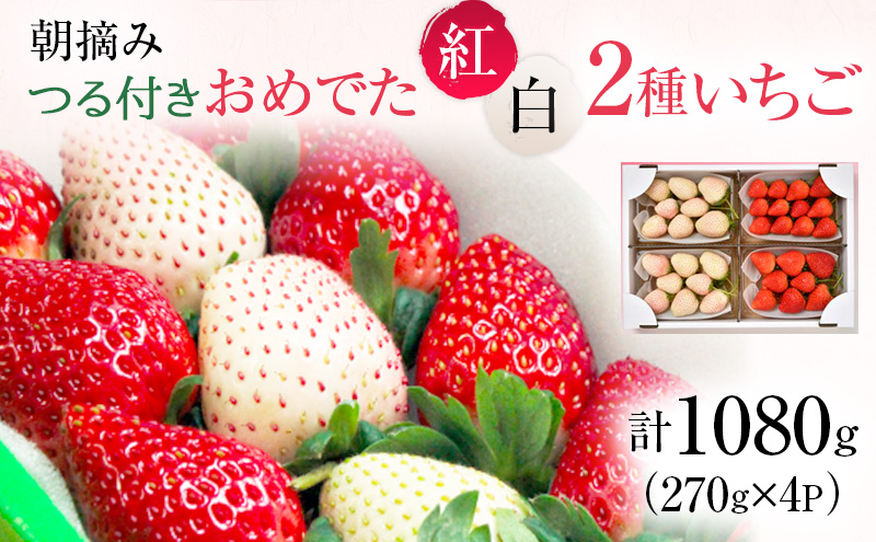 おめでた紅白2種いちご 4パック （12下旬～1月上旬発送） いちご 果物 フルーツ 苺 イチゴ くだもの とちあいか ミルキーベリー 朝取り 新鮮 美味しい 甘い