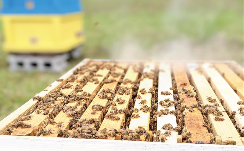 天然蜂蜜 国産蜂蜜 非加熱 生はちみつ 合計2400g 岐阜県 美濃市産 5/6 (蜂蜜600g入りガラス瓶4本)A8|株式会社神戸アウトドア