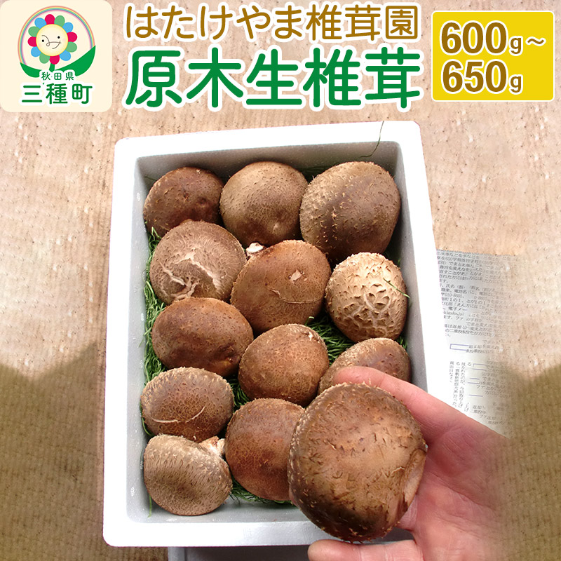 秋田県産 原木生椎茸(600〜650g)農薬不使用 産地直送