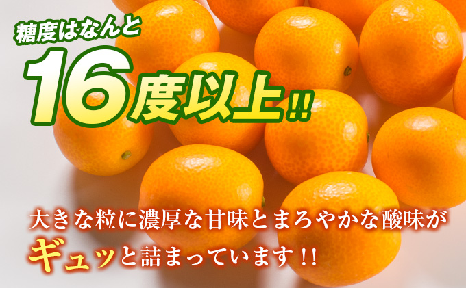 宮崎県日南市のふるさと納税 糖度16度以上 数量限定 完熟 きんかん たまたま 計1kg以上 傷み補償分付き フルーツ 果物 期間限定 ブランド 金柑 柑橘 国産 食品 人気 おすすめ A品 産地直送 ギフト 贈り物 贈答 プレゼント ご褒美 おすそ分け デザート 宮崎県 日南市 送料無料_B215-23