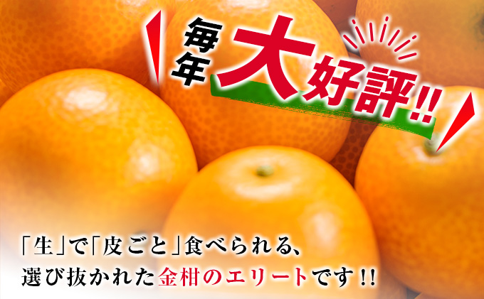 宮崎県日南市のふるさと納税 糖度16度以上 数量限定 完熟 きんかん たまたま 計1kg以上 傷み補償分付き フルーツ 果物 期間限定 ブランド 金柑 柑橘 国産 食品 人気 おすすめ A品 産地直送 ギフト 贈り物 贈答 プレゼント ご褒美 おすそ分け デザート 宮崎県 日南市 送料無料_B215-23