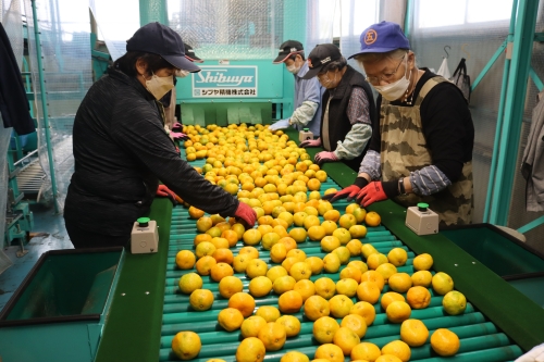 三重県南伊勢町のふるさと納税 マルゴみかん（温州みかん） 優品 約5ｋｇ （Sサイズ） JA伊勢 ／ 家庭用 送料無料 産地直送 フルーツ 果物 ミカン 先行予約 三重県 南伊勢町